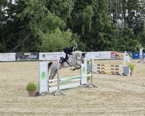 Springpferd Mina 38 (Oldenburger Springpferd, 2020, von Dakar VDL)