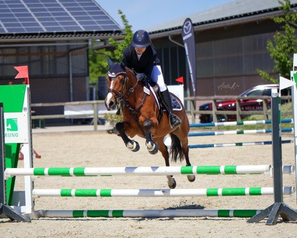 jumper Laffran Finale (German Riding Pony, 2010, from Speyksbosch Nelson)