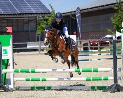jumper Laffran Finale (German Riding Pony, 2010, from Speyksbosch Nelson)