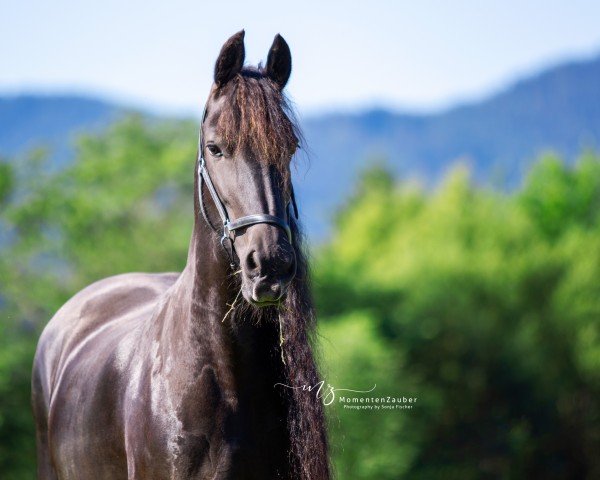 broodmare Atte van de Arebo Hoeve (Friese, 2008, from Felle 422)