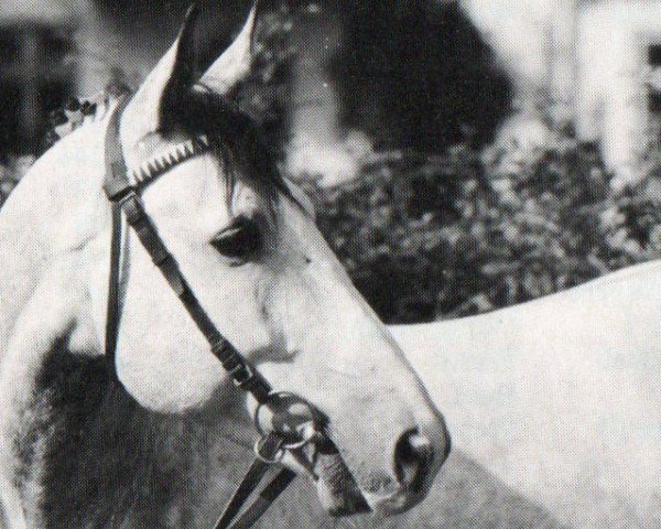 Deckhengst Rolex (Holsteiner, 1987, von Rolling Stone)