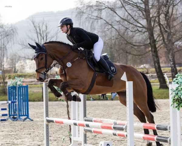 Springpferd Donna Deluxe PJ (Hannoveraner, 2020, von Don van het Parelshof Z)
