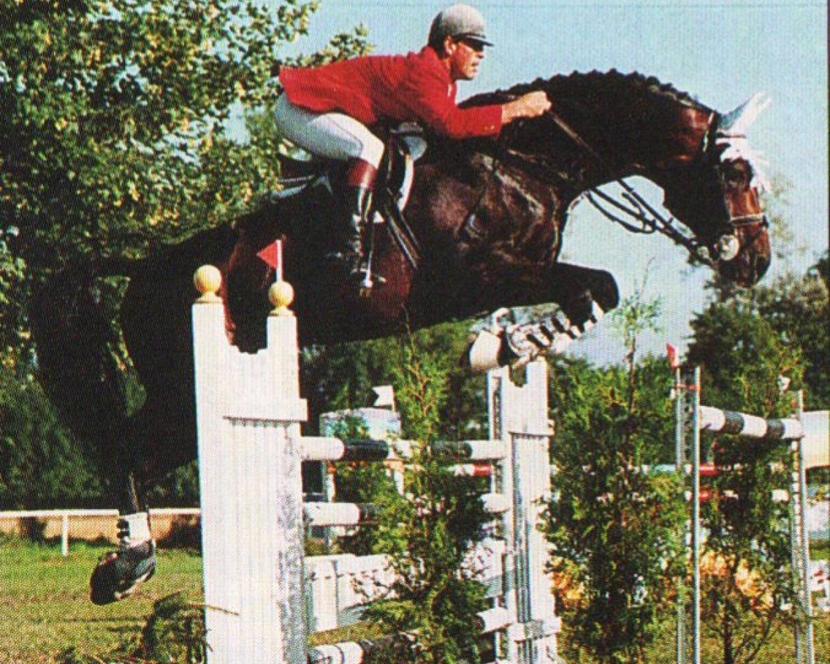 Deckhengst Reform (Bayer, 1983, von Report II)