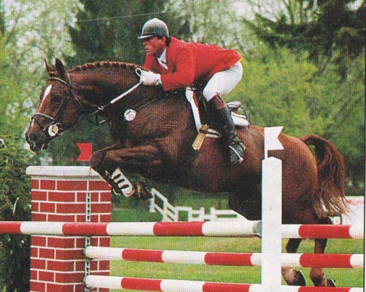 stallion Glamour (Hanoverian, 1984, from Graphit)