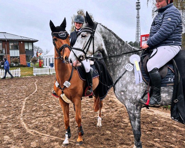 Springpferd Carla 288 (Mecklenburger, 2019, von Cellestial)