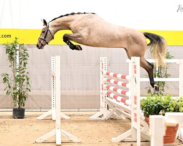 jumper Cantaloop PJ (Hanoverian, 2020, from Colman)