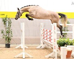 horse Cantaloop PJ (Hanoverian, 2020, from Colman)