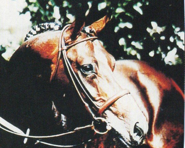 stallion Weltkoenig (Hanoverian, 1982, from Weltmeister)
