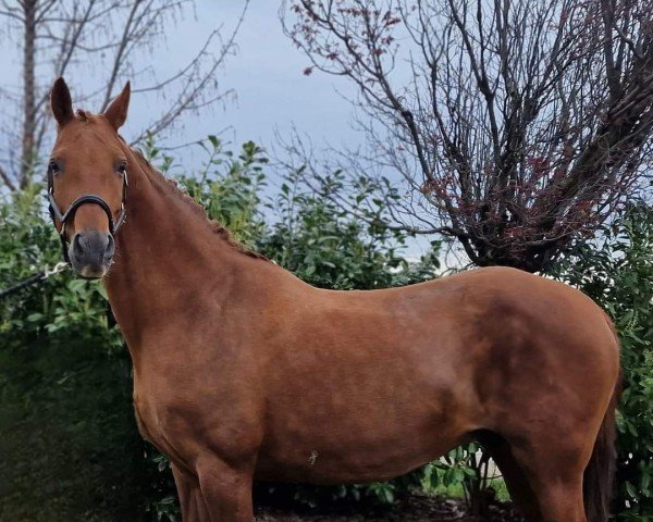 broodmare Wyona LD (Austrian Warmblood, 2008, from Quaterback)
