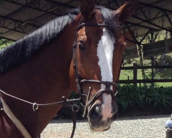 Pferd Patrice (Westfale, 2006, von Polytraum)
