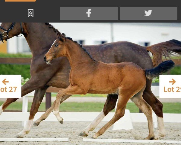foal by Hellfire PJ (Hanoverian, 2025, from Heartbreaker)