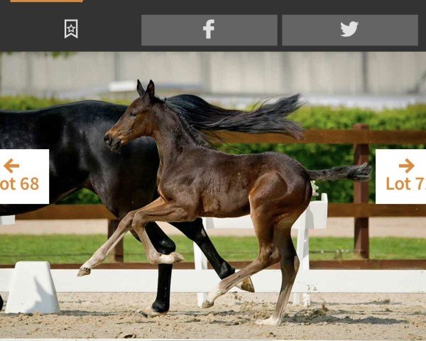 foal by Voodoo PJ (Hanoverian, 2025, from Vatson Sitte)