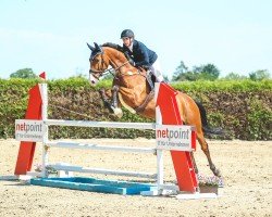 jumper Lord Calando 6 (Zangersheide riding horse, 2013, from Lord Chin)