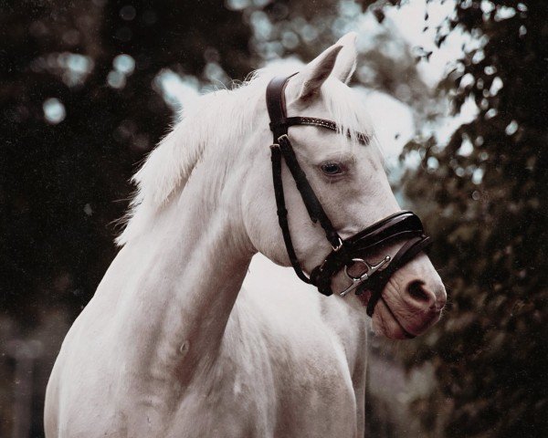 broodmare Crema (Welsh-Pony (Section B), 1997, from Orchard Limb-Lopper)