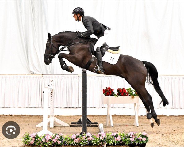 jumper Ostwind PJ (Hanoverian, 2019, from Origi D'o)