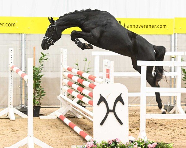 broodmare Daily Jo PJ (Hanoverian, 2021, from Diro)
