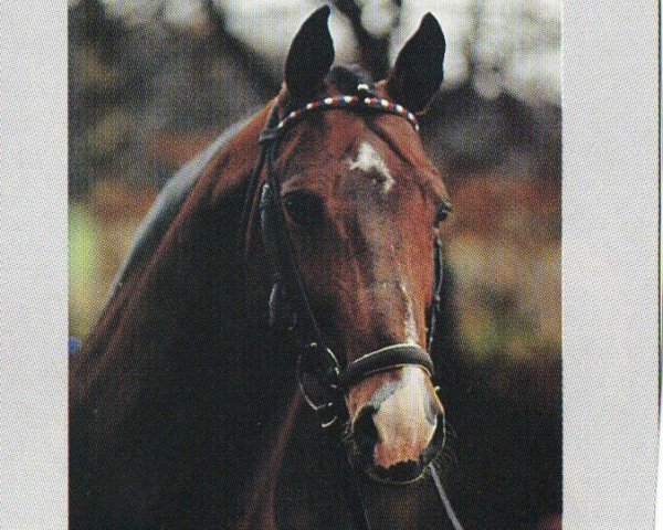Deckhengst Marquis (Holsteiner, 1979, von Marlon xx)