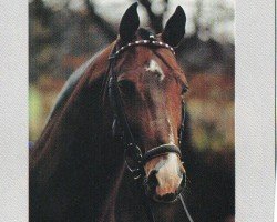stallion Marquis (Holsteiner, 1979, from Marlon xx)
