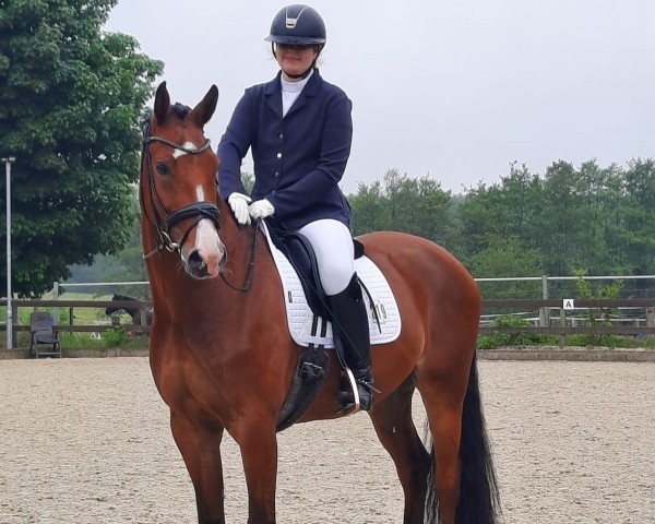 dressage horse Lessario (Holsteiner, 2017, from Lissaro)