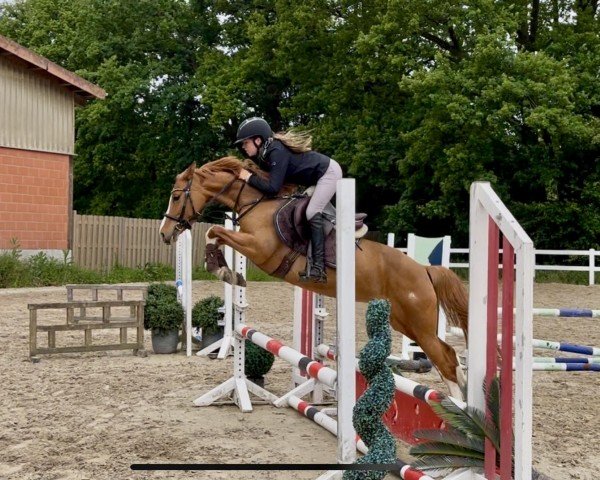 Dressurpferd Highway (Deutsches Reitpony, 2019, von High Flow's Oxford)