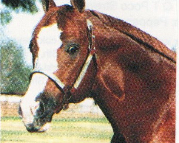 horse Sonny Go Dell (Paint Horse, 1977, from Sonny Go Lucky)