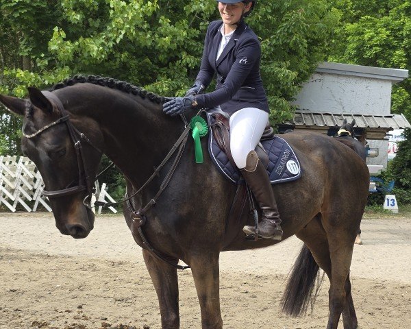 Springpferd Kassimo (Deutsches Sportpferd, 2019, von Kasanova de La Pomme)
