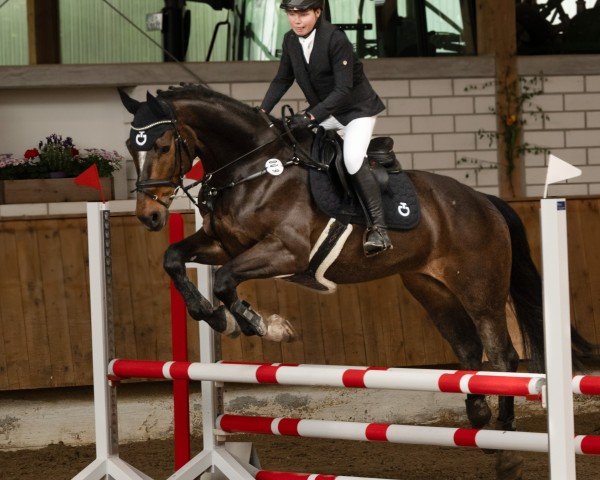 jumper Graziano 131 (Hanoverian, 2013, from Graf Top)