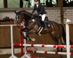 Springpferd Graziano 131 (Hannoveraner, 2013, von Graf Top)