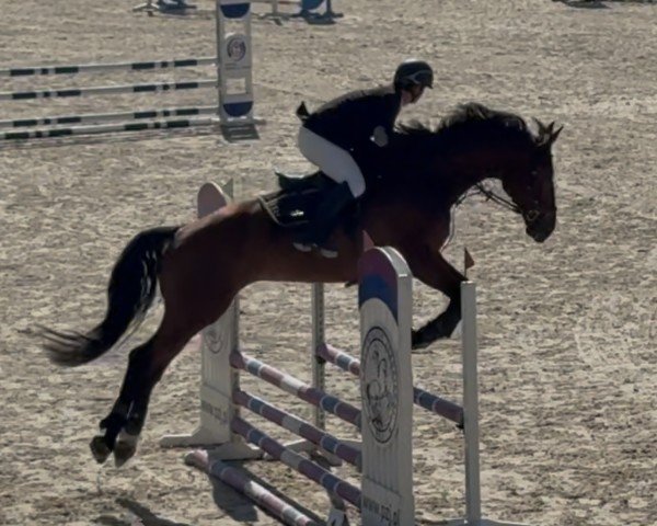 Springpferd Long Pezi (Deutsches Sportpferd, 2014, von Lord Pezi)