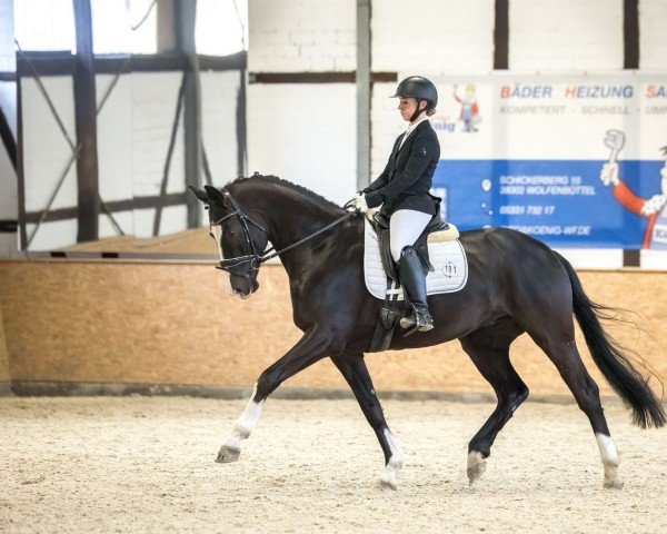dressage horse Limited Edition 105 (German Sport Horse, 2018, from Le Vivaldi)