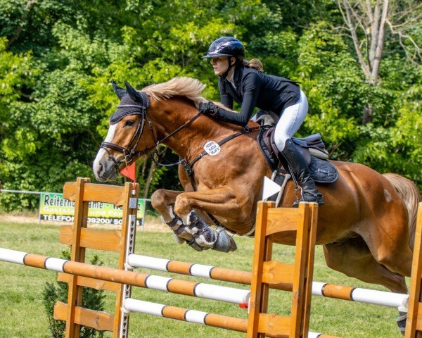 jumper Victor 184 (Oldenburg show jumper, 2015, from Viscount 22)