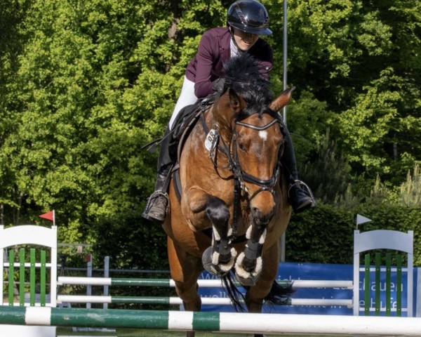 Springpferd Caristo K (Deutsches Sportpferd, 2015, von Con Sherry)