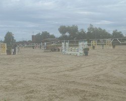 Springpferd Kalia S (Holsteiner, 2020, von Keaton HV)