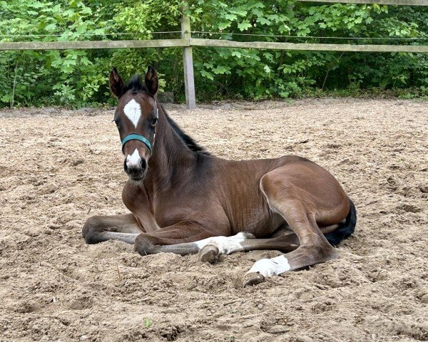 foal by Chalygra (Hanoverian, 2025, from Chaka)