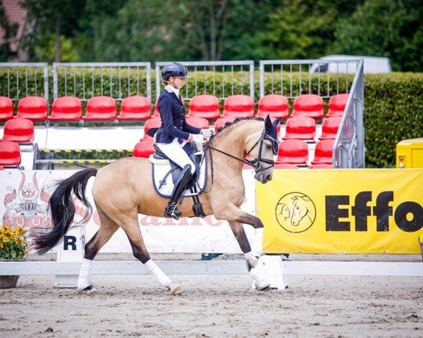 dressage horse Golden Grace (German Riding Pony, 2019, from Golden Grey NRW)