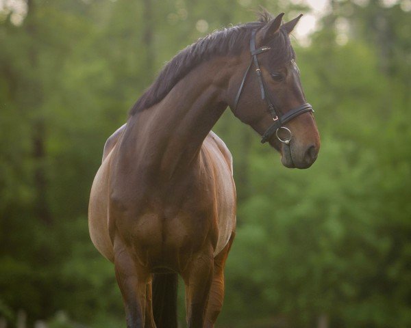 horse Carl (Rhinelander, 2014, from Castellini)