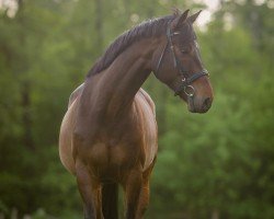 dressage horse Carl (Rhinelander, 2014, from Castellini)