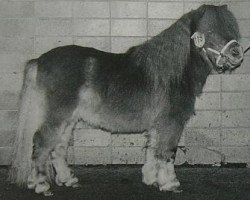 stallion Dennis de Graaf (Shetland Pony, 1989, from Parlington Pimpernell)