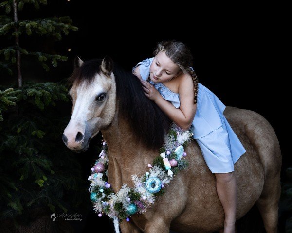 horse Login Las Vegas (Welsh mountain pony (SEK.A),  )