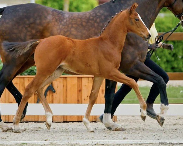 foal by Van der Vaart (Hanoverian, 2025, from Valverde NRW)