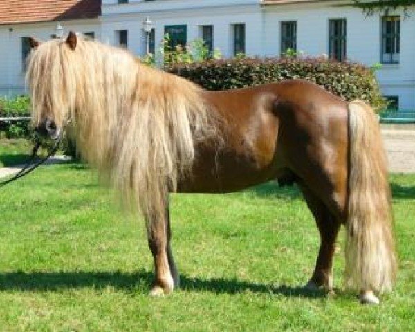 Deckhengst Omar v.'t Olde Mulder (Shetland Pony, 1999, von Ferdinand van Stal de Dwarsdijk)