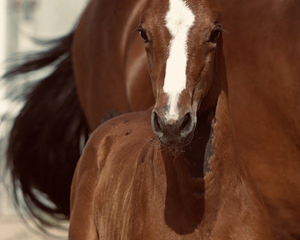 jumper Karamia SW (Oldenburg show jumper, 2024, from Chubakko)