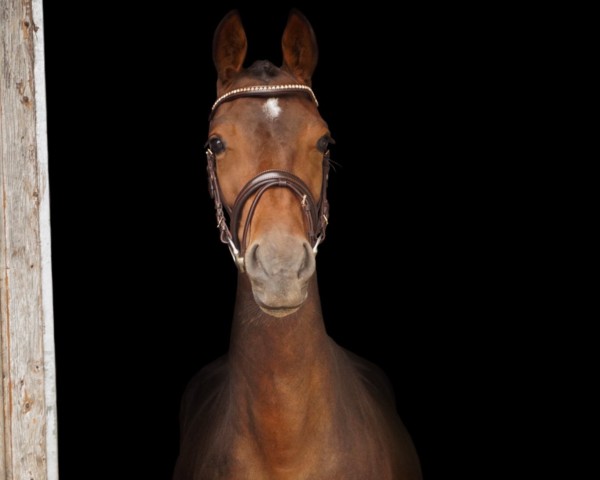 Springpferd Relady (KWPN (Niederländisches Warmblut), 2021, von Arezzo VDL)