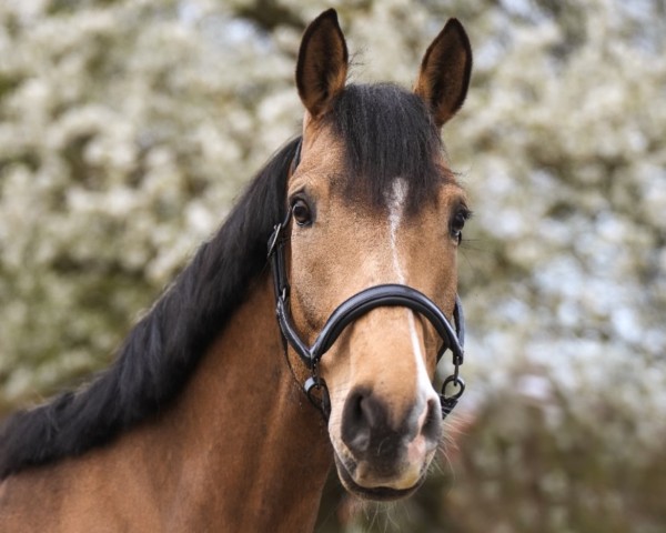 Dressurpferd Charming von Albrecht (Deutsches Reitpony, 2021, von FS Chacco Blue)