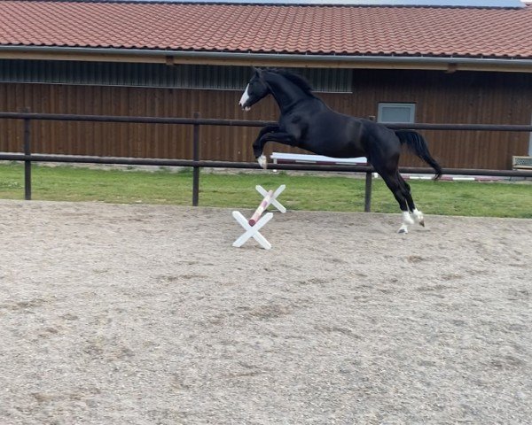 dressage horse Goldberg's Ramina (Westphalian, 2020, from Goldberg)