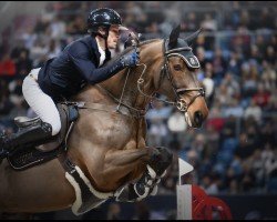 jumper Del Rey Of The Lowlands Z (Zangersheide riding horse, 2014, from Diamant de Semilly)