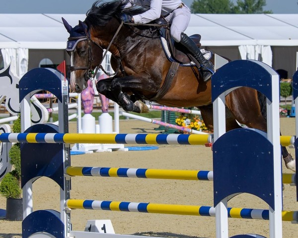 jumper Domino Z (Zangersheide riding horse, 2018, from Dominator 2000 Z)