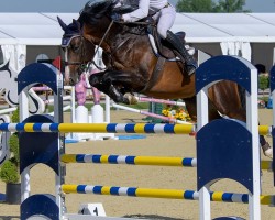 jumper Domino Z (Zangersheide riding horse, 2018, from Dominator 2000 Z)