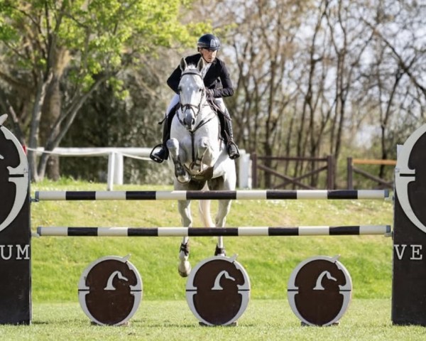Springpferd Solid Blue (Deutsches Reitpferd, 2016, von My Blue Pleasure)