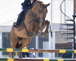 Springpferd Batistuta (KWPN (Niederländisches Warmblut), 2019)